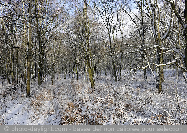 bois en hiver